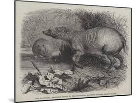 The Babirussa, Recently Added to the Zoological Society's Gardens, Regent's Park-Johann Baptist Zwecker-Mounted Giclee Print