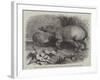 The Babirussa, Recently Added to the Zoological Society's Gardens, Regent's Park-Johann Baptist Zwecker-Framed Giclee Print