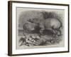 The Babirussa, Recently Added to the Zoological Society's Gardens, Regent's Park-Johann Baptist Zwecker-Framed Giclee Print