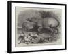 The Babirussa, Recently Added to the Zoological Society's Gardens, Regent's Park-Johann Baptist Zwecker-Framed Giclee Print