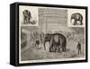 The Baby Elephant at Philadelphia, USA, the First Elephant Born in Captivity-null-Framed Stretched Canvas