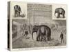 The Baby Elephant at Philadelphia, USA, the First Elephant Born in Captivity-null-Stretched Canvas