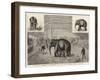 The Baby Elephant at Philadelphia, USA, the First Elephant Born in Captivity-null-Framed Giclee Print