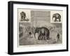 The Baby Elephant at Philadelphia, USA, the First Elephant Born in Captivity-null-Framed Giclee Print