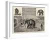 The Baby Elephant at Philadelphia, USA, the First Elephant Born in Captivity-null-Framed Giclee Print