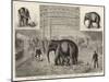 The Baby Elephant at Philadelphia, USA, the First Elephant Born in Captivity-null-Mounted Giclee Print