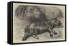 The Baby Hippopotamus at the Zoological Gardens-null-Framed Stretched Canvas