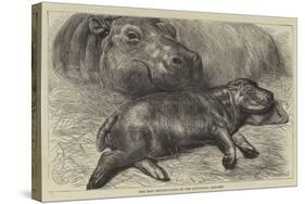 The Baby Hippopotamus at the Zoological Gardens-null-Stretched Canvas