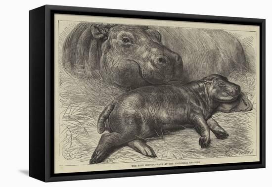 The Baby Hippopotamus at the Zoological Gardens-null-Framed Stretched Canvas