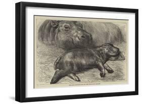 The Baby Hippopotamus at the Zoological Gardens-null-Framed Premium Giclee Print