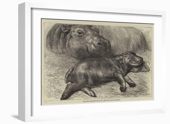 The Baby Hippopotamus at the Zoological Gardens-null-Framed Premium Giclee Print