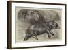 The Baby Hippopotamus at the Zoological Gardens-null-Framed Giclee Print