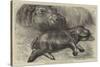 The Baby Hippopotamus at the Zoological Gardens-null-Stretched Canvas