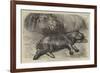 The Baby Hippopotamus at the Zoological Gardens-null-Framed Giclee Print