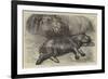 The Baby Hippopotamus at the Zoological Gardens-null-Framed Giclee Print