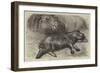 The Baby Hippopotamus at the Zoological Gardens-null-Framed Giclee Print