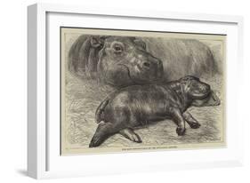 The Baby Hippopotamus at the Zoological Gardens-null-Framed Giclee Print
