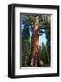 The Bachelor Yosemite-null-Framed Art Print