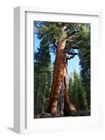 The Bachelor Yosemite-null-Framed Art Print