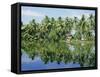 The Backwaters Near Kumarakom, Kerala State, India, Asia-Jenny Pate-Framed Stretched Canvas