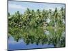 The Backwaters Near Kumarakom, Kerala State, India, Asia-Jenny Pate-Mounted Photographic Print