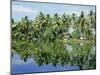 The Backwaters Near Kumarakom, Kerala State, India, Asia-Jenny Pate-Mounted Photographic Print