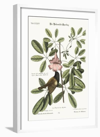 The Bahama Sparrow, 1749-73-Mark Catesby-Framed Giclee Print