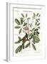 The Bahama Sparrow, 1749-73-Mark Catesby-Framed Giclee Print