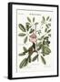 The Bahama Sparrow, 1749-73-Mark Catesby-Framed Giclee Print