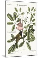 The Bahama Sparrow, 1749-73-Mark Catesby-Mounted Giclee Print