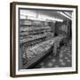 The Bakery Counter at the Asda Supermarket in Rotherham, South Yorkshire, 1969-Michael Walters-Framed Premium Photographic Print