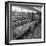 The Bakery Counter at the Asda Supermarket in Rotherham, South Yorkshire, 1969-Michael Walters-Framed Photographic Print