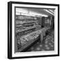 The Bakery Counter at the Asda Supermarket in Rotherham, South Yorkshire, 1969-Michael Walters-Framed Photographic Print