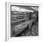 The Bakery Counter at the Asda Supermarket in Rotherham, South Yorkshire, 1969-Michael Walters-Framed Photographic Print