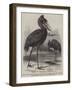 The Balaeniceps Rex-null-Framed Giclee Print