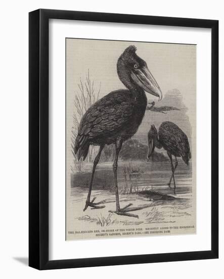 The Balaeniceps Rex-null-Framed Giclee Print