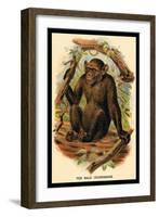 The Bald Chimpanzee-G.r. Waterhouse-Framed Art Print