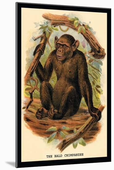 The Bald Chimpanzee-G.r. Waterhouse-Mounted Art Print