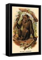 The Bald Chimpanzee-G.r. Waterhouse-Framed Stretched Canvas