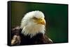 The Bald Eagle (Haliaeetus Leucocephalus) Portrait-geanina bechea-Framed Stretched Canvas