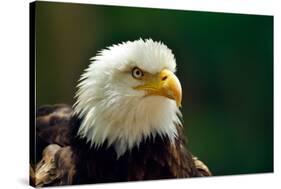 The Bald Eagle (Haliaeetus Leucocephalus) Portrait-geanina bechea-Stretched Canvas