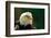 The Bald Eagle (Haliaeetus Leucocephalus) Portrait-geanina bechea-Framed Photographic Print