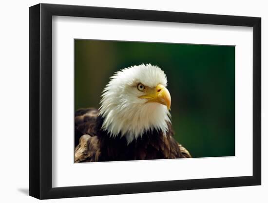 The Bald Eagle (Haliaeetus Leucocephalus) Portrait-geanina bechea-Framed Photographic Print