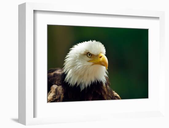 The Bald Eagle (Haliaeetus Leucocephalus) Portrait-geanina bechea-Framed Photographic Print