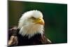 The Bald Eagle (Haliaeetus Leucocephalus) Portrait-geanina bechea-Mounted Photographic Print