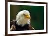 The Bald Eagle (Haliaeetus Leucocephalus) Portrait-geanina bechea-Framed Photographic Print