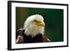 The Bald Eagle (Haliaeetus Leucocephalus) Portrait-geanina bechea-Framed Photographic Print