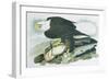 The Bald Headed Eagle from Birds of America, engraved by R Havell, 1829-John James Audubon-Framed Giclee Print