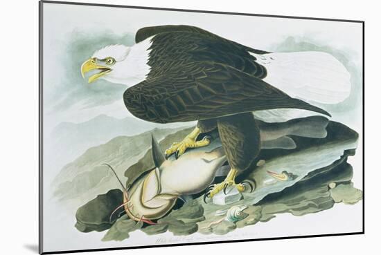 The Bald Headed Eagle from Birds of America, engraved by R Havell, 1829-John James Audubon-Mounted Giclee Print