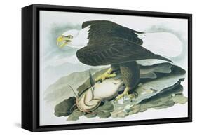 The Bald Headed Eagle from Birds of America, engraved by R Havell, 1829-John James Audubon-Framed Stretched Canvas